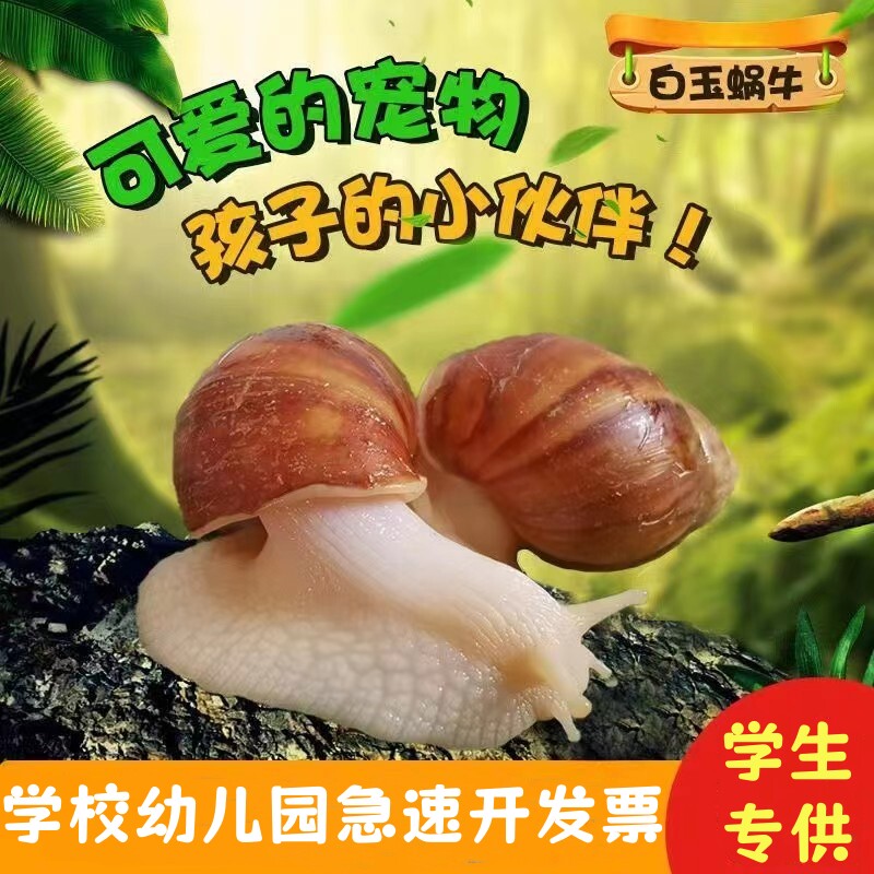 宠物白玉蜗牛活体大小蜗牛观赏科学实验观察套装学校幼儿园开发票