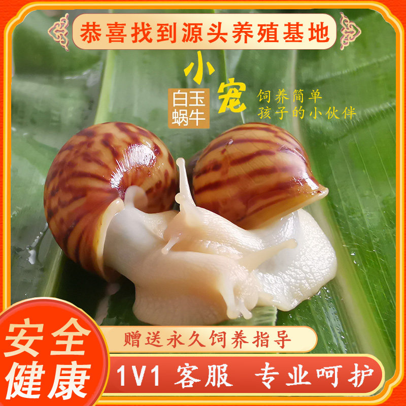 白玉蜗牛会下蛋繁衍可爱学生观察