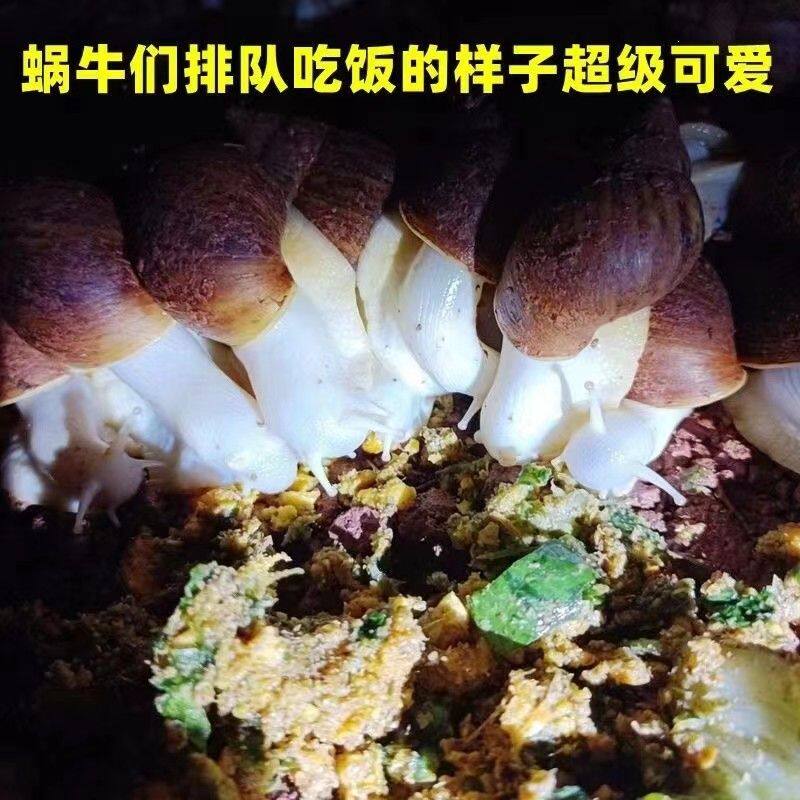 白玉蜗牛怀孕蜗牛山地籽临产蜗牛论斤批发养殖场直供便宜实惠大量