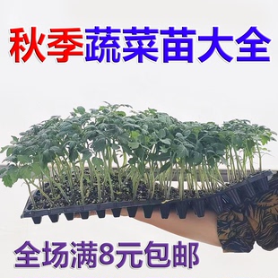 有机花菜苗秧苗青梗花椰菜松花菜种苗甘蓝苗西兰花苗四季 阳台盆栽