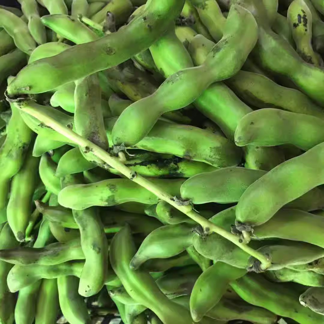 广西新鲜狗儿豆狗爪豆现摘毛豆