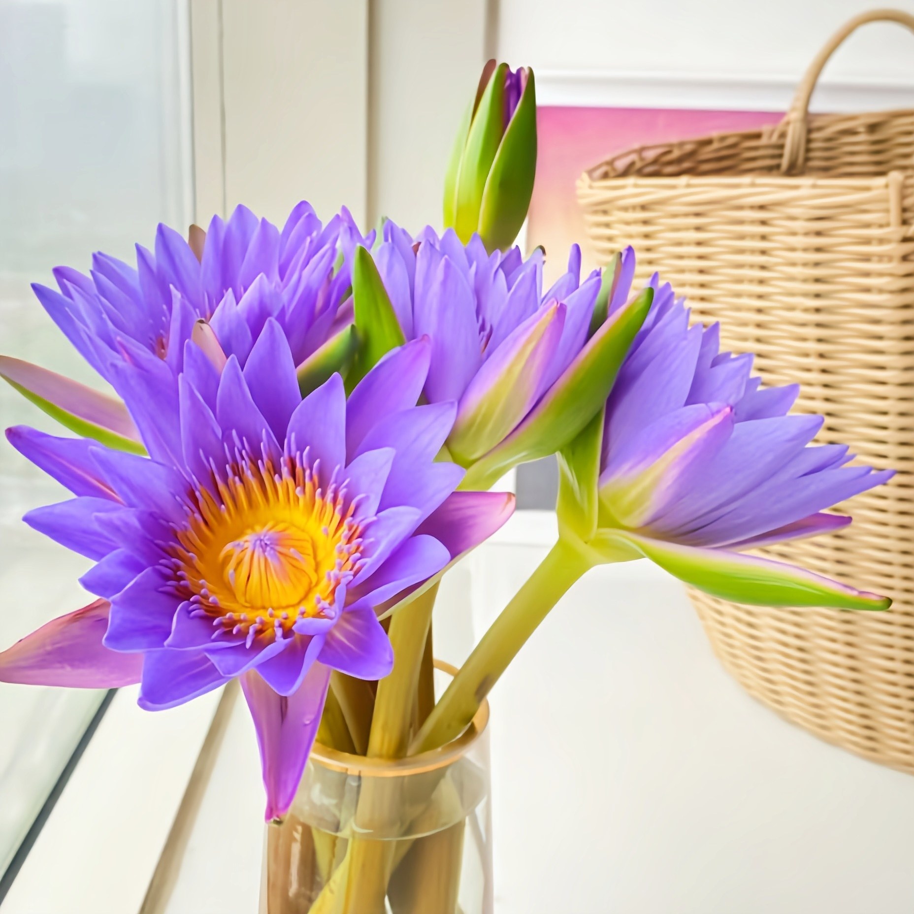 【晨曦优选】包邮水培养护鲜切花紫色睡莲一单发中通两单发顺丰