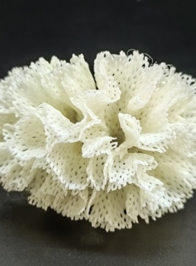 苔藓虫海蕾丝（Bryozoans）天然海螺贝壳收藏装饰