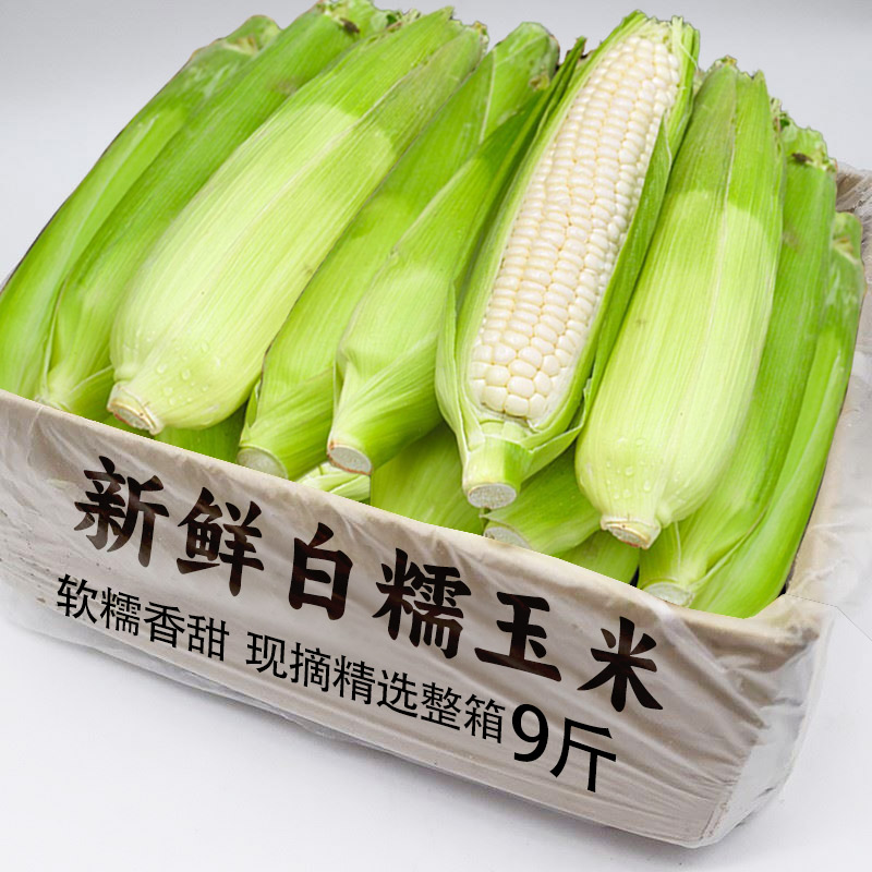 广西新鲜白糯玉米力荐8斤现摘包1