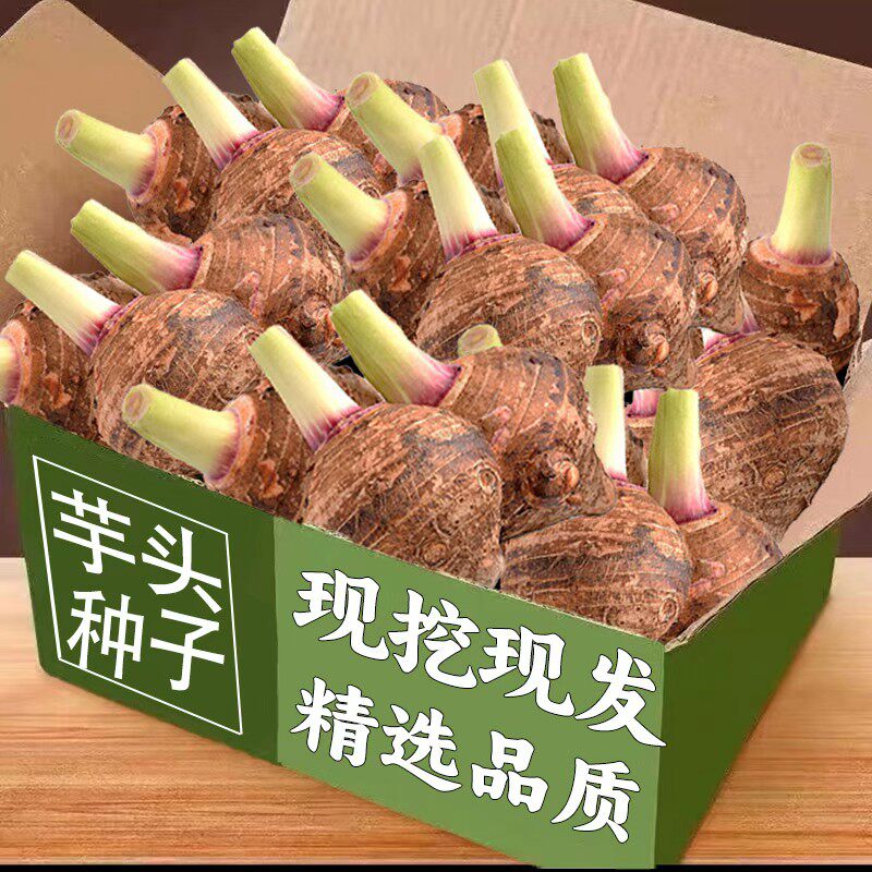 正宗广西荔浦大芋头种种植苗栽培育苗种籽农家育苗产地直发包邮发