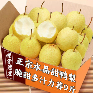 正宗河北鸭梨大果新鲜9斤水晶梨子水果当季整箱包邮5斤赵县雪梨