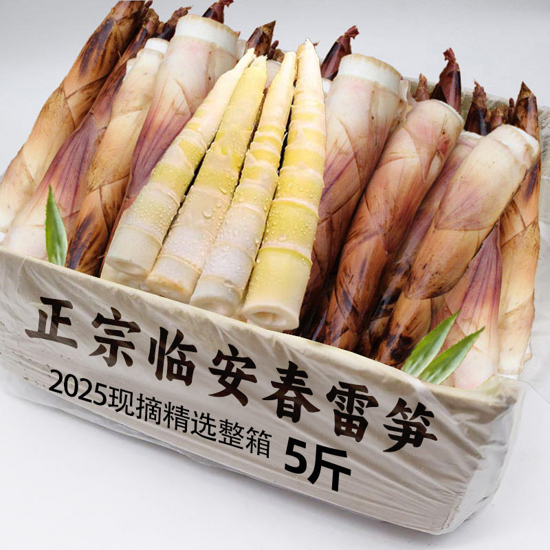 临安天目雷笋竹笋新鲜春笋现挖嫩芽笋冬笋鲜笋腌笃鲜嫩笋尖新鲜菜