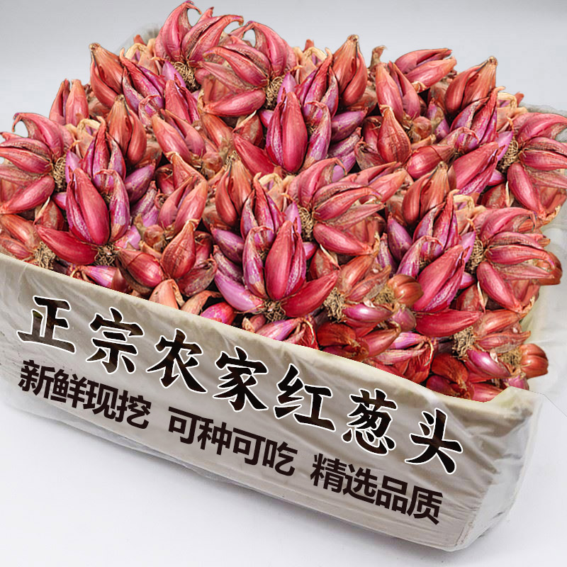 四季葱头红葱头种小香葱种头葱种植蔬菜种籽圆葱本地火葱头种批发