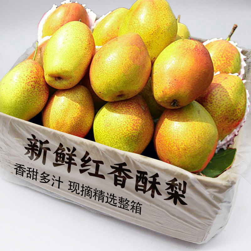 现摘河北红香酥梨新鲜水果当季正宗脆甜梨子现摘酥梨香梨特产包邮