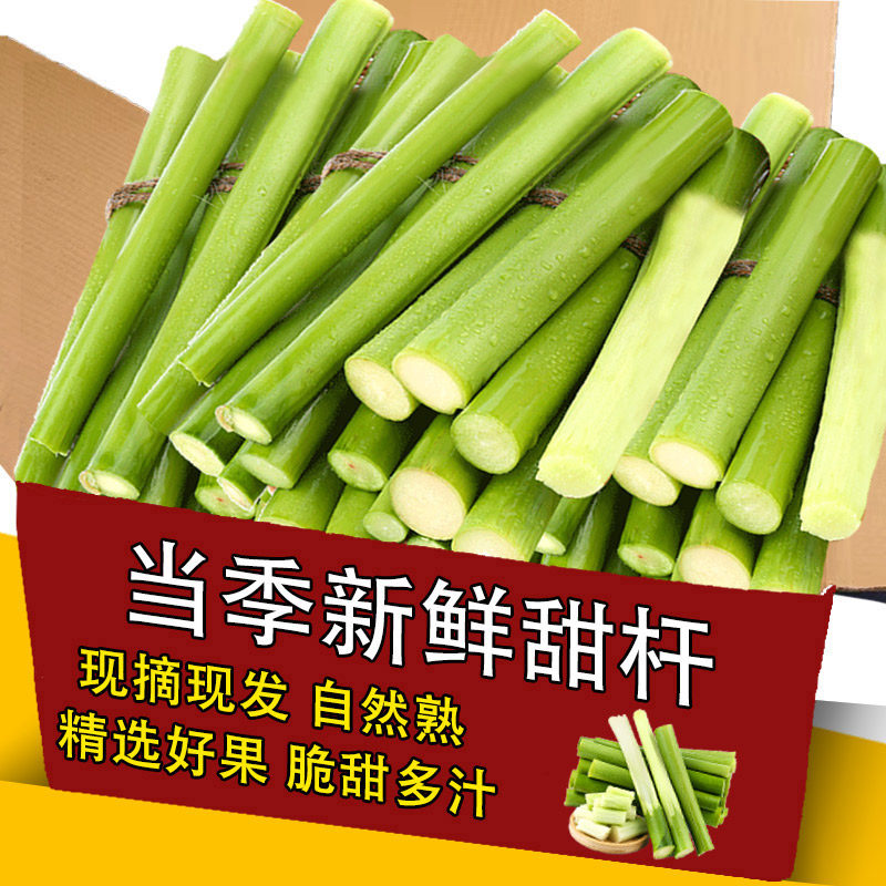 新鲜甜杆小甘蔗新鲜甜芦粟芦穄路基甜高粱杆芦稷甜梭甜高粱杆甘蔗
