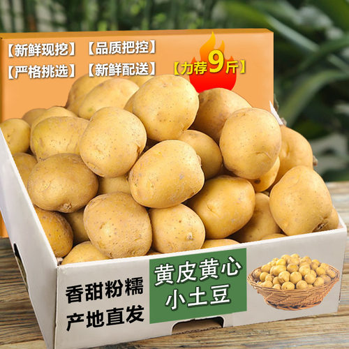新鲜恩施小土豆现挖湖北新鲜黄心土豆当季蔬菜整箱迷你马铃薯洋芋