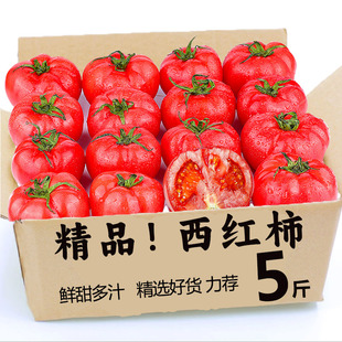 新鲜现摘沙瓤西红柿普罗旺斯新鲜自然熟当季水果番茄生吃包邮发货