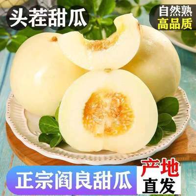 头茬陕西阎良甜瓜10斤新鲜香瓜