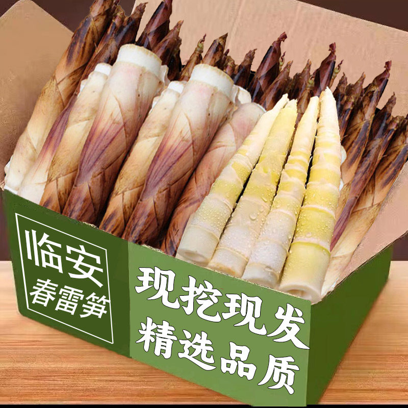 临安春笋新鲜现挖冬笋嫩芽竹笋子正宗浙江天目山雷笋野生农家鲜笋