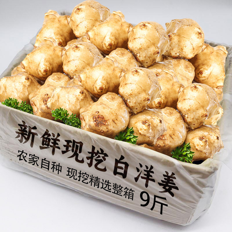 新鲜洋姜鬼子姜现挖9斤野姜不辣农家酱菜腌菜泡菜甜阳菊芋番菜菊