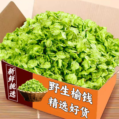 野生榆钱新鲜的俞钱儿叶窝窝头余饼洋槐花现摘榆树钱子串野菜4斤