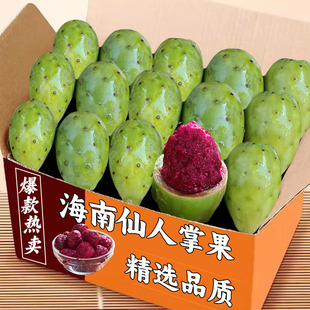 现摘海南仙人掌果鲜果实大果新鲜现摘野生仙桃应当季热带水果包邮