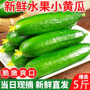 水果黄瓜新鲜包邮5斤小黄瓜青瓜旱生吃脆嫩清甜白玉花瓜蔬菜5整箱