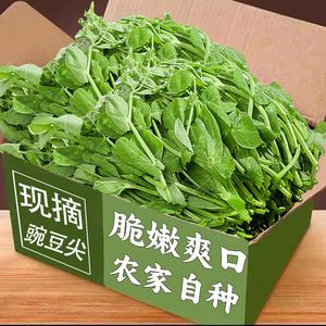 豌豆尖新鲜豌豆苗碗豆蔬菜包邮青菜四川特产当季农家种植现摘嫩叶