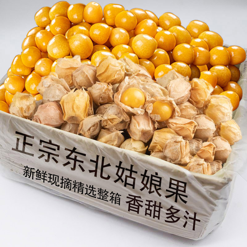 现货东北姑娘果当季灯笼果时令水果黄菇娘甜菇娘东北特产整箱包邮