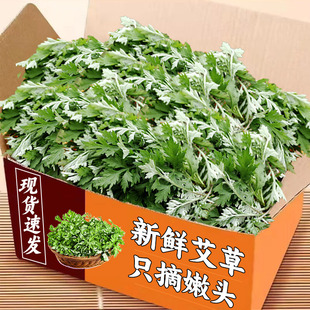 新鲜艾草当季食用野菜艾草艾蒿清明草糍粑艾青团嫩艾叶新鲜包邮发