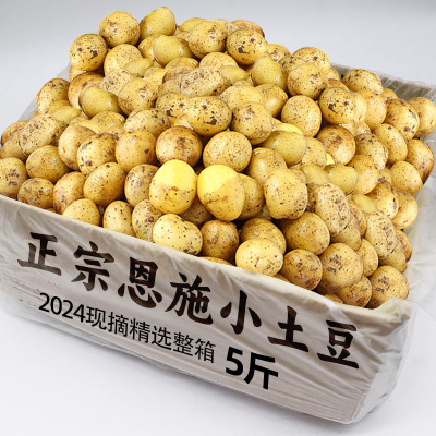湖北恩施小土豆新鲜现挖高山洋芋老品种自种蔬菜整箱迷你黄心土豆