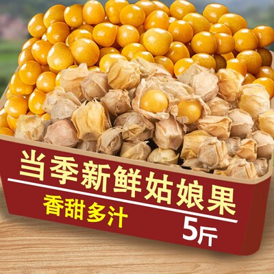 新鲜现摘姑娘果特产水果新鲜当季新鲜现摘整箱灯笼果黄菇娘包邮发