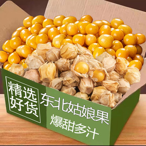 东北姑娘果东北特产灯笼果新鲜水果姑鸟黄菇娘果整箱现摘包邮5斤