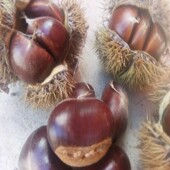 2025 包邮 新鲜生良乡板栗油栗子锥栗野生栗子蓟县农家自产香甜软糯