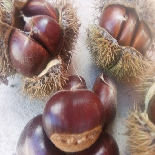 正宗良乡新鲜板栗香甜软糯