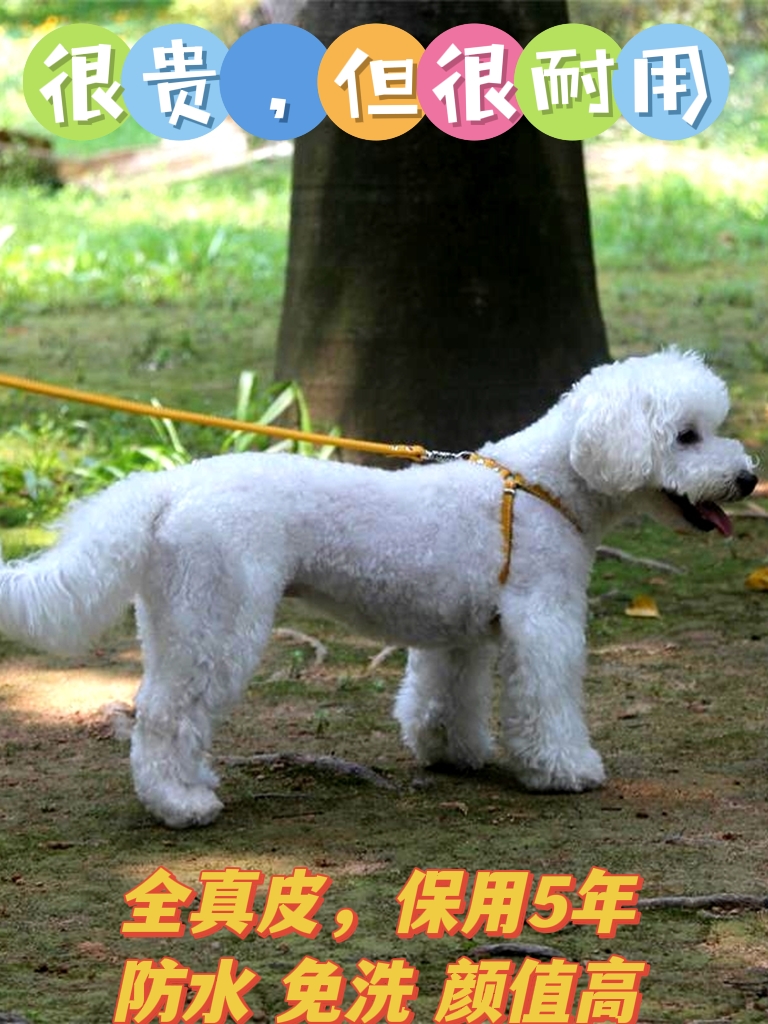 防水免洗耐用小狗专用真皮牵引绳