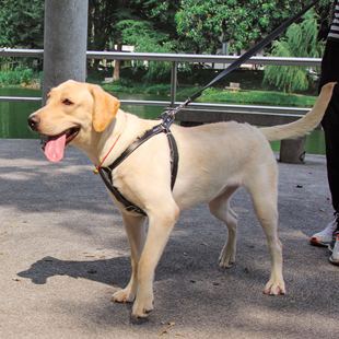 狗用品大型犬牵引绳胸背带调节背心式 专用加粗防脱宠物牛皮遛狗绳