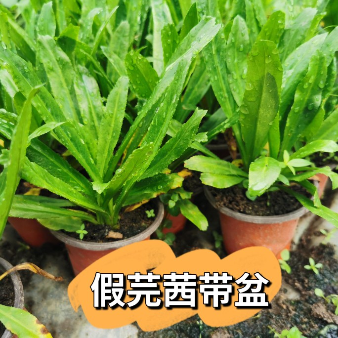 假芫茜苗 刺芫荽苗带盆载好野生泰国香菜苗大香菜苗益肝草鹅芥菜