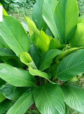 大粽子叶苗种植大粽叶苗广西大柊叶苗新鲜大冬叶苗 观叶苗 粽子苗