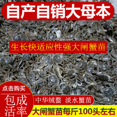 贡果丽3斤装小螃蟹苗活体免邮费养殖大闸蟹苗淡水毛蟹苗小蟹苗