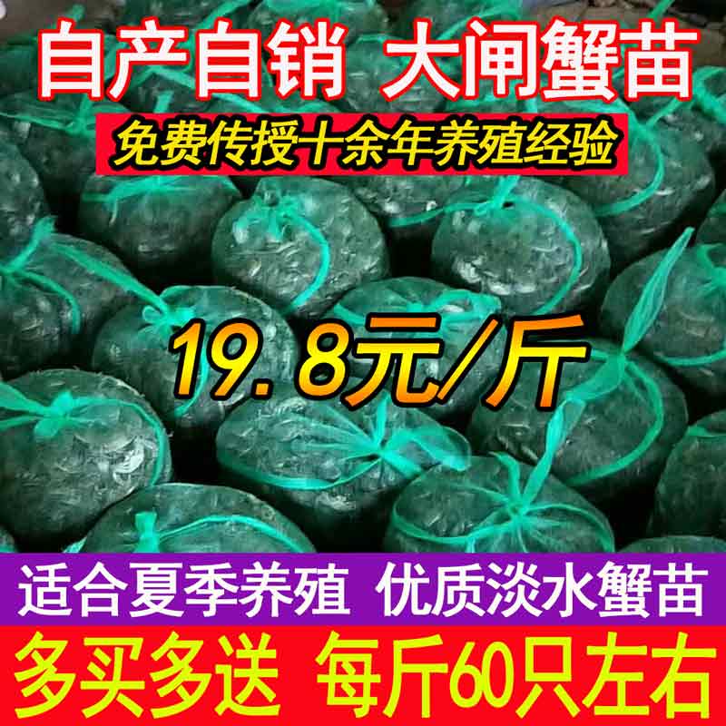 贡果丽10斤装小螃蟹苗活体免邮费养殖大闸蟹苗淡水毛蟹苗小蟹苗