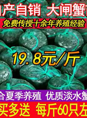 大闸蟹苗淡水毛蟹苗小蟹苗