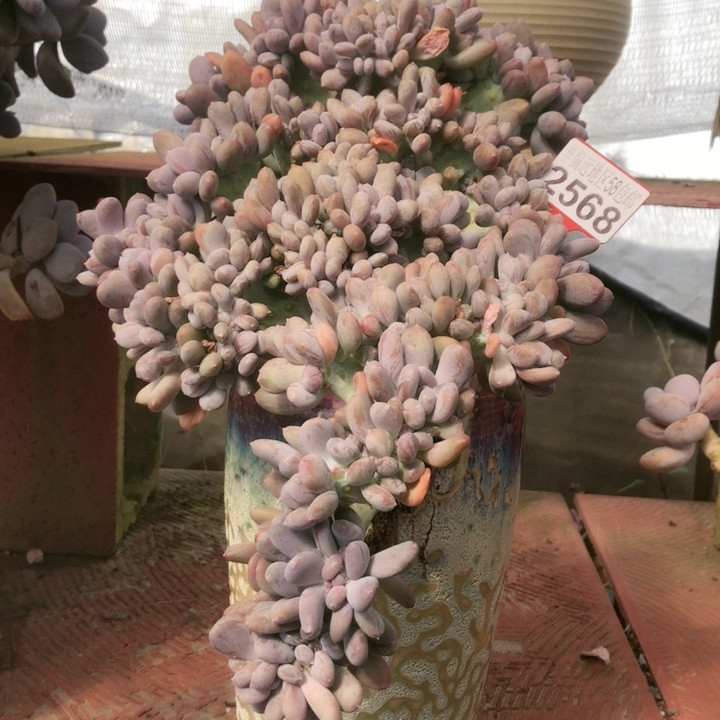 整桩无砍超大超美悬崖老桩灰姑娘缀化带盆包物流,鲜花速递/花卉仿真/绿植园艺,多肉植物,淘宝优惠券,粉丝福利购,淘宝优惠卷