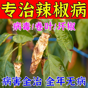 辣椒病毒病专用药辣椒病卷叶黄叶缩叶斑炭烂枯萎杀菌剂辣椒病全治