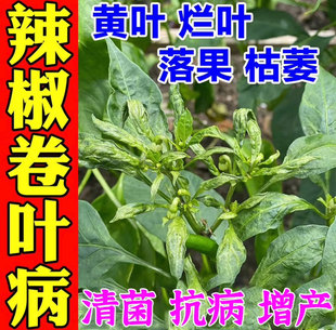 辣椒病毒病专用药辣椒卷叶病肥料缩叶病黄叶烂根病全治辣椒疫病清