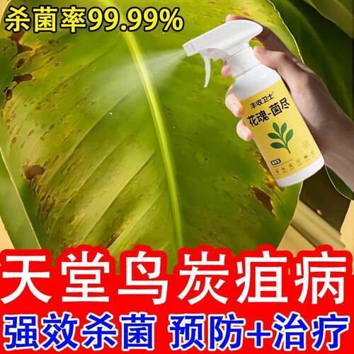 天堂鸟叶斑病花卉黄叶枯萎卷边开裂烂根黑腐鹤望兰不生长抗病杀菌
