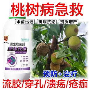 桃树缩叶病桃树缩叶病桃树病虫害叶子卷缩掉叶专用药