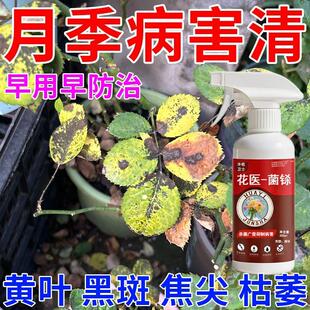 月季花病害专用月季枯枝病白粉病新芽干枯萎焉黄叶不生长抗病杀菌