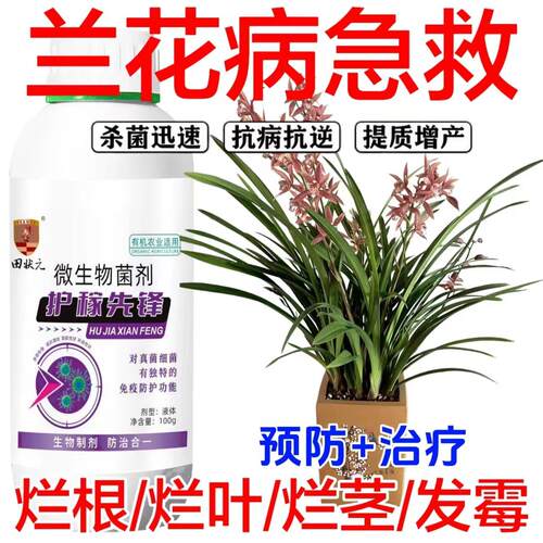 兰花病菌清兰花专用炭疽病叶枯病霜霉病白绢病圆斑病黑斑病疫病药