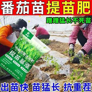 番茄苗提苗暴长生根壮苗促长移栽农用抗重茬抗病育苗根系快速生长