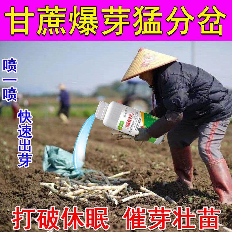 甘蔗生根剂快速生根壮苗剂催芽爆根爆芽生根粉发芽岔头多开春早发
