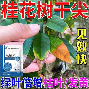 桂花枯叶病黄叶焦叶尖干叶虫孔叶斑病落叶专用肥桂花树肥料病菌清