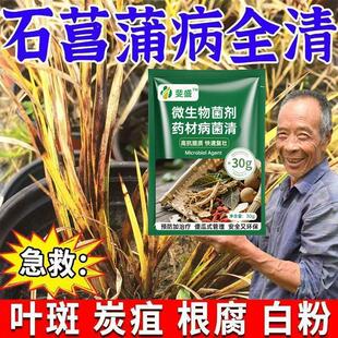 石菖蒲专用药石菖蒲病全治叶斑病黑腐炭疽病枯病细菌性疫病白粉病
