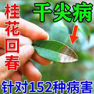 桂花枯叶病黄叶焦叶尖干叶虫孔叶斑病落叶专用肥桂花树肥料菌立清