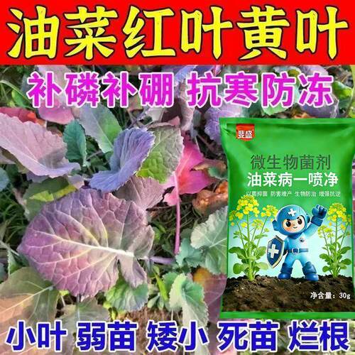 油菜红叶黄叶油菜叶病补充营养防冻防寒根茎粗长得快病害